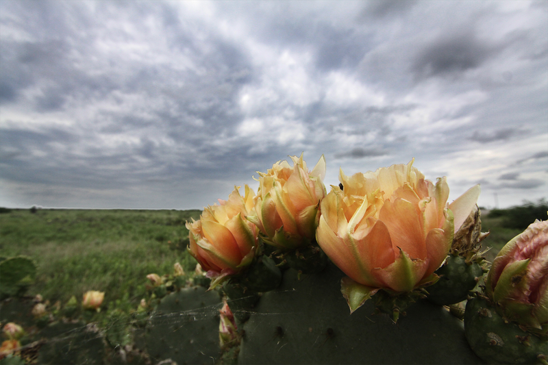Illustration for article titled Spring has sprung: A Xyl0 photo gallery